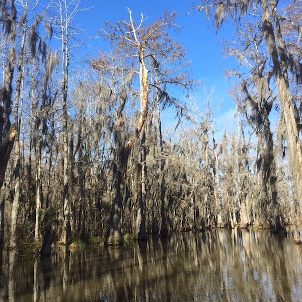 The Beauty of the Bayou